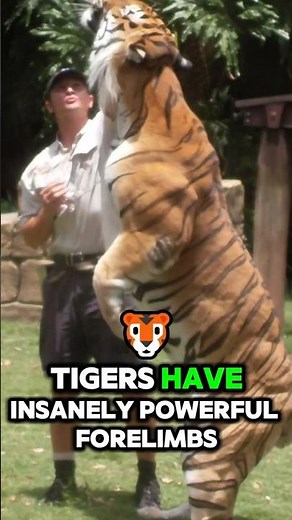 Top 5 Most Muscular Animals #animals#bodybuilding #gorilla #wildlife #predator #power #100men