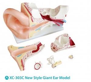 [Hot Item] Human 3D Middle Ear Model