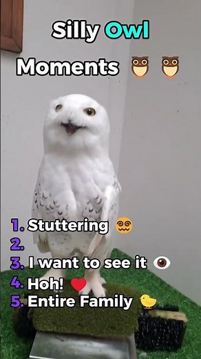 Silly Owl Moments 🦉😂 #shorts #funnyanimals #hilariousanimals