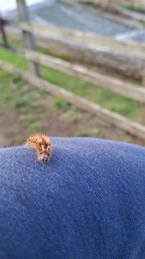 Brown Tail Moth Caterpillar #nature #butterfly