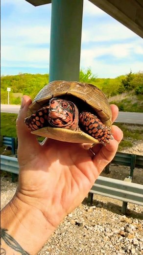 Bare Hands Beran catches three toed box-turtle #turtle #wildliferescue #shorts