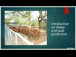 Introduction of sheep and Goat Production.