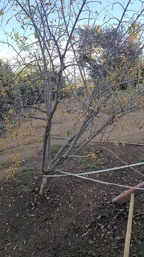 Pruning Your Pomegranate Tree for Better Growth