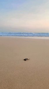 All About Turtles on Reels