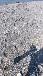 The Lizard, Cornwall 🇬🇧 I spent 4 days at this absolutely beautiful place and I was very lucky the weather was on my side the whole time. Staring at Lizard Point, I walked a total of 25 miles along coastal paths with incredible views every step of the way. I stopped off at stunning places like Church Cove and Kynance Cove on my travels, spotting lots of wildlife like Grey Seals and many cool birds along the way. | The Robin Whisperer