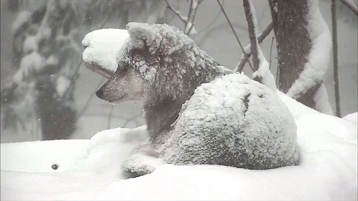 59K views · 6.9K reactions | Wolves are well adapted to survive on...