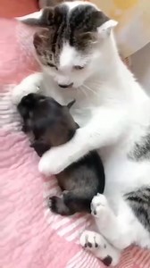 Panorama Gif on Reels