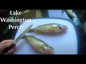 Fishing Lake Washington's Piers! Giant Perch Catch And Cook!