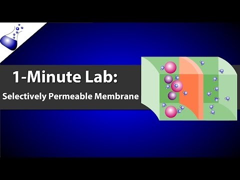 Selectively Permeable Membrane