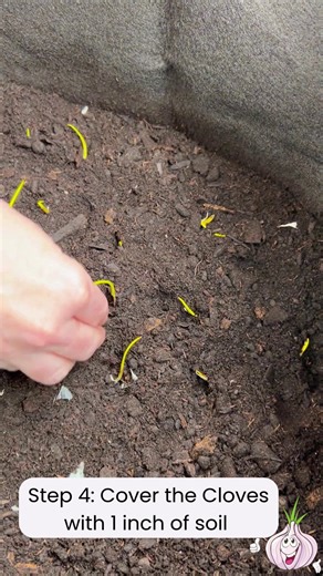 ❄️ Our ground was completely frozen when it was time to plant these garlic cloves— but that didn't stop us! Smart Pots Fabric Planters makes it easy to plant garlic even when the soil outside is rock-solid! 🧄 After planting: Water lightly to moisten the soil — and if your weather is freezing, hold off on watering until spring. Plant cloves 4" apart for full bulbs or 2" apart for green garlic. Smaller cloves can be tucked a bit closer, and they’ll still thrive thanks to the excellent aeration an