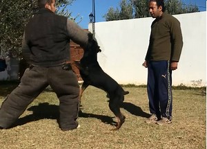 33K views · 1.2K reactions | A vendre Doberman 17 mois bien dressé au garde et protection très obeillant et équilibré passation avec le chien gratuit Contacter 22022275 | Club de dressage canin sousse | Facebook