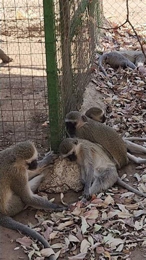 Temperatures are climbing, wild monkeys resting in the shade