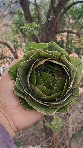 Murut sakam reyak Gulab baha# Beautiful leaf 🌿 flower shorts#santali shorts#towa dari