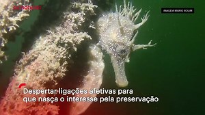 A existência de cavalos-marinhos no rio Tejo é uma realidade até há pouco tempo desconhecida. O projeto Tagus Seahorses quer saber quantos são, quais as ameaças que sofrem e como protegê-los. Saiba mais aqui: https://bit.ly/3xVp7O7 | SIC Notícias
