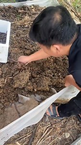 336K views · 2.5K reactions | Tráng lưới nuôi giun đất dành cho các bác muốn khởi nghiệp | Dụng Cụ Chăn Nuôi Mai Dung | Facebook