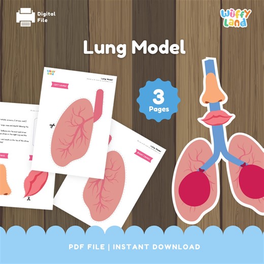 Printable Lung Model: Anatomy Learning for Kids (digital Download) - Etsy