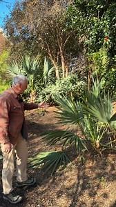Sabal minor 'McCurtain' is another native palm species, but unlike Sabal palmetto, it has an underground trunk. The crown stays slightly above the soil level, while the trunk pushes further into the ground. For this reason, Sabal minor are very difficult to transplant and should be sited carefully. This particular selection boasts impressive winter hardiness - seedlings of this population have survived temperatures of -24 degrees F in Wichita. They are easy to grow in a wide range of light and s