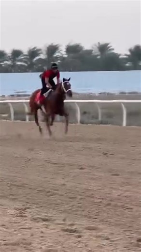 9.5K views · 201 reactions | Hey OASIS BOY!  The G3 Burj Nahaar runner-up looks in great shape at Doug Watson’s Red Stable ahead of the new season.  @redstablesdxb on Instagram ➡️ follow them for more! | RacingDubai | Facebook