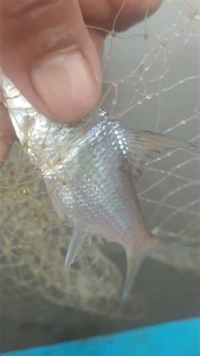 dapat ikan segi tiga kena pukat di danau‪@DolakGabus‬