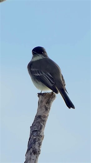 Eastern Phoebe with Blue Jay Call Sounds