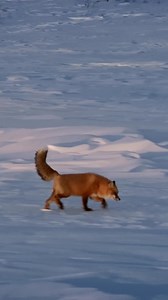 307K views · 369 reactions | Natural diamonds, formed billions of years ago, are timeless symbols of love, strength, and connection. Beyond their radiant beauty, they support communities worldwide and preserve fragile ecosystems. Celebrate life’s most meaningful moments with a natural diamond—more than just jewelry, a testament to the memories we create and cherish. Available at Riddle's Jewelry! | Riddle's Jewelry | Facebook