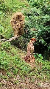 The Ancient 4,500-Year-Old Tunic at the Egyptian Museum. . . . . . . . #AncientDiscoveries #AlienMummy #OutofthisWorld #historyfacts #historyfactscl #community #heritage #archaeoloynews #archaeologist #archaeology #archaeological #archaeologylife #romanempire #romance #RomanBritain #romanbritain #historylovers #historyinthemaking #historymatters #history #historyfactsdaily | Khwmdwn Brahma | Facebook