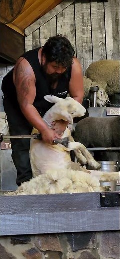 Sheep Shearing Farm Show at Agrodome Farm. Must Visit Places in New Zealand!
