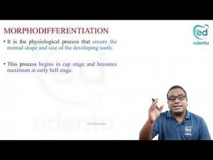 PHYSIOLOGICAL STAGES OF TOOTH DEVELOPMENT