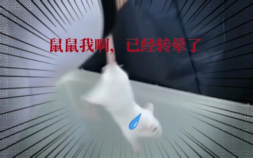 实验用Balb-C小鼠旋转一分钟