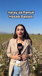 213K views · 2.2K reactions | Hatay’da pamuk hasadı başladı. Bu yıl...