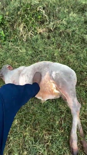 Bezerro Saudável Morreu 🐄😢