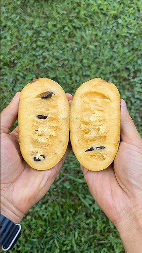 Growing Pawpaws From Seeds - Part 1: Stratification