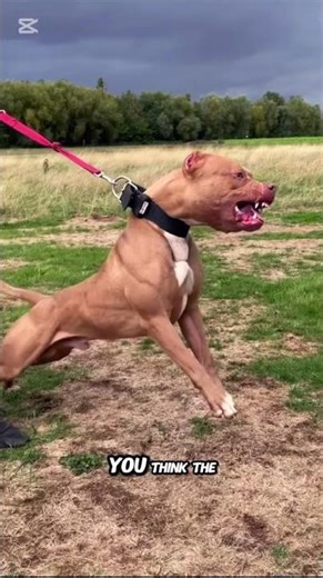 The Pit Bull They Tried to Warn You About… #dogshorts #dog