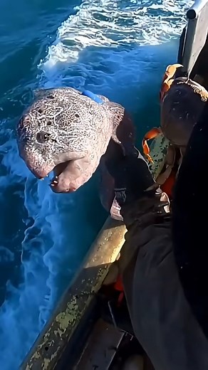 21K views | The Wolf Eel The Fish Fishermen Fear #shorts #fish #science #didyouknow | Wildwood Living | Facebook