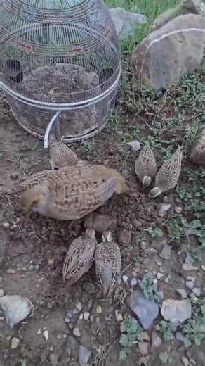 Breakfast For Partridge Chicks #partridgechicks #termites #Teetar #viral | Birds 9