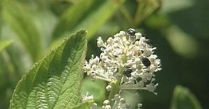 The Wisconsin Gardener:Prairie Plants for Birds Season 8 Episode 1