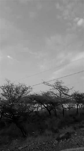 wabii oromo 430 ♥️♥️💚💚♥️♥️🫶 (@chuchu.shumi)’s videos with original sound - wabii oromo 430 ♥️♥️💚💚♥️♥️🫶