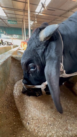 When cows eat happily #cow #eating #shorts #viralvideo