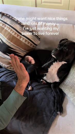 Cherishing My Boxer Dog for Eternity