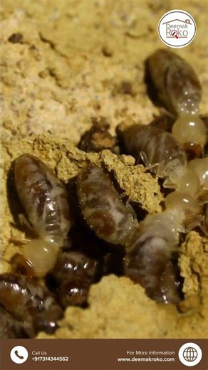 Reticulation System for New Construction | Anti Termite System Installation in India