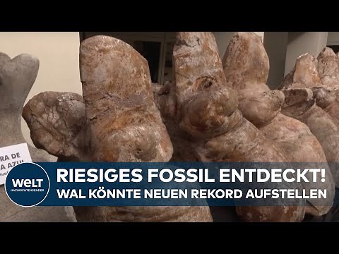 FOSSIL AUS DER URZEIT: Animation zeigt Giganten! Wal könnte schwerstes Tier der Welt gewesen sein