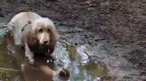 Nia is a beautiful orange roan cocker spaniel… sorry, Nia used to be a beautiful orange roan cocker spaniel 😂😂 | My Dog is a Tw.t