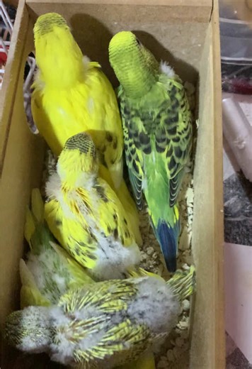 Cuidando de Piriquitos Australianos: Dicas e Dúvidas