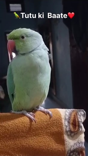 🦜Tutu ki Baate❤️|Tutu the Parrot| #parrotvlog #parrot