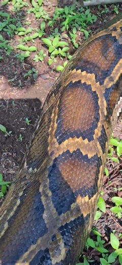 snake rescue Burmese Paython #short #video #viral #wildliferescue 🐍🐍😱😱😱