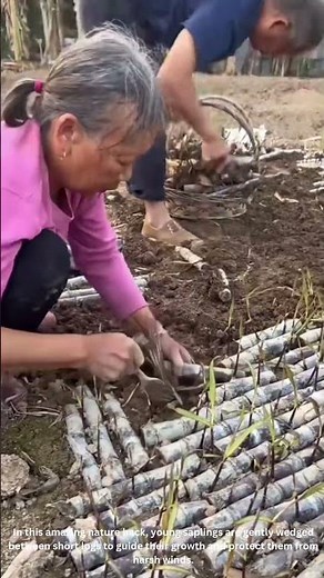 Smart Forest Trick: Helping Baby Trees Grow Stronger!