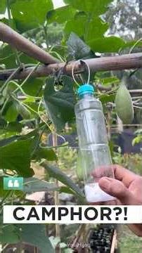 $1 Trick vs Stubborn Pests — Who Wins?