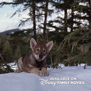 The call of the wild is a breathtaking sight. Watch the adventure of “White Fang” on Disney Family Movies. Did you know…this movie was filmed on location in Alaska? | Disney Family Movies