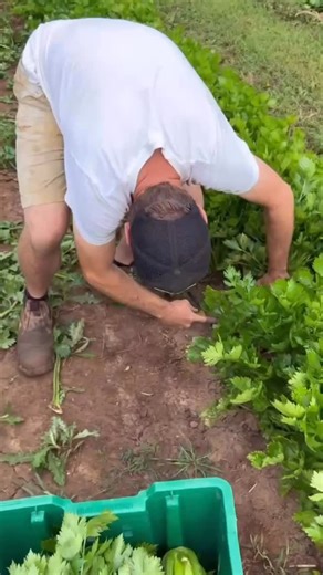 There’s something special about growing celery. 🌱 Those tall, vibrant stalks have a way of standing out the moment they hit the table. Crisp, deeply green, and full of life, celery always drew people in before they even realized what caught their eye. Shoppers would stop, lean in, and ask about it — and almost every time, a bunch ended up in their bag. It became one of those crops that quietly did the selling for us, adding height, texture, and freshness to our stand. And the flavor? Completely