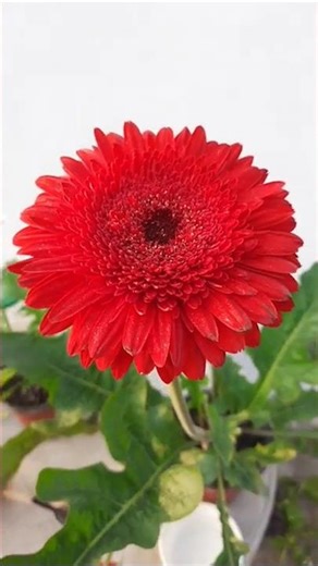 How to Divide & Propagate Gerbera Plants | Gerbera Daisy